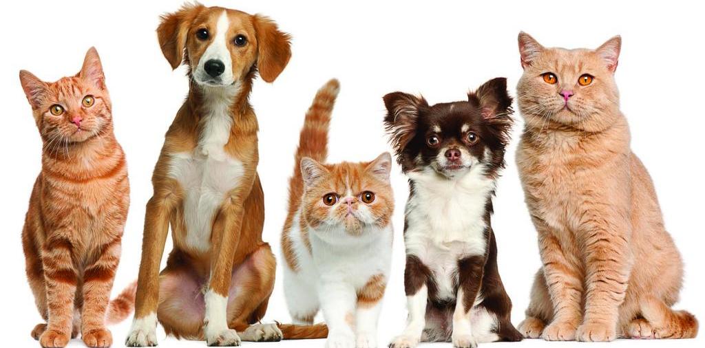Доска объявлений о животных | ЗооТом - продажа, вязка и услуги для животных в Новотроицке
