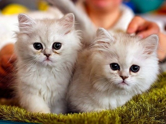 Породы кошек в Новотроицке | ЗооТом портал о животных