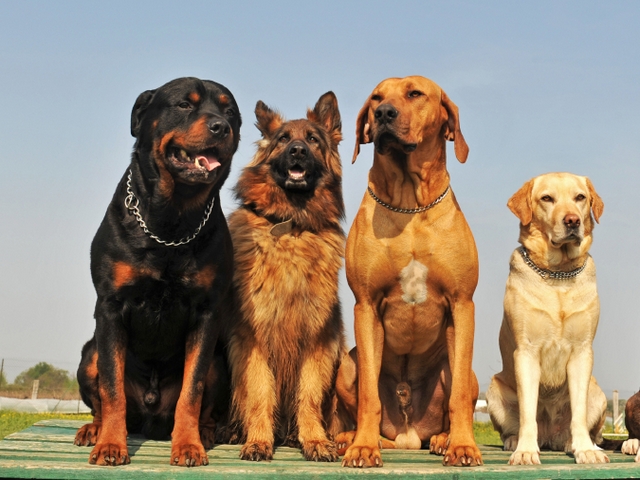 Крупные породы собак в Новотроицке | ЗооТом портал о животных